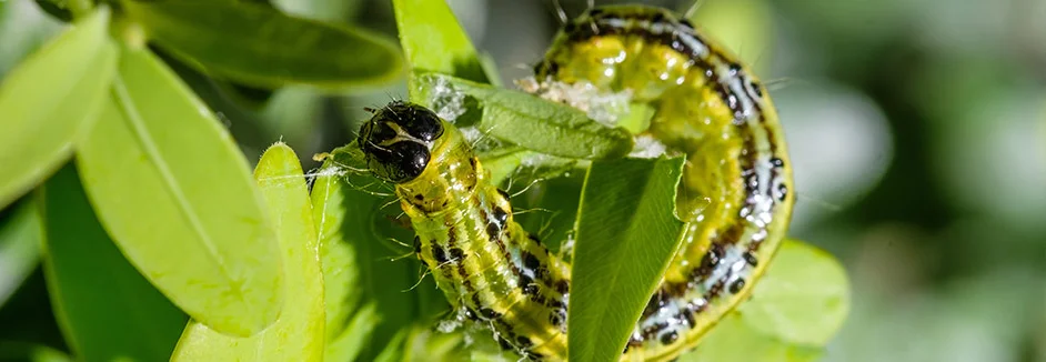 Grüne Raupe auf Blättern